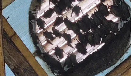 BatRemoval WildlifePredator