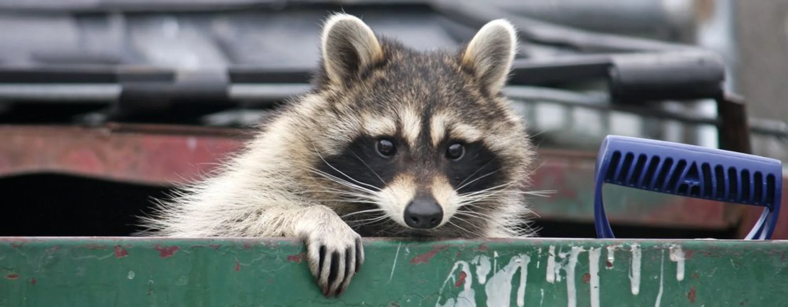 Hero Wildlife Predator