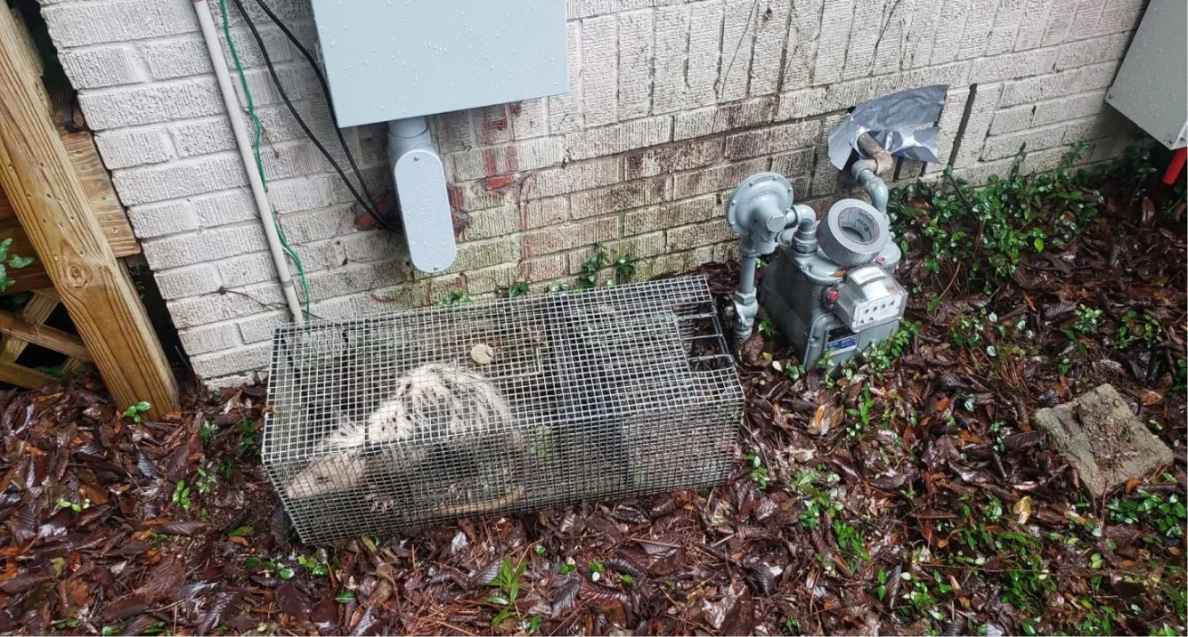 RacoonRemoval WildlifePredator RacoonRemoval WildlifePredator