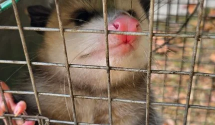 Humane nuisance animal removal and opossum trapping in Lugoff, SC