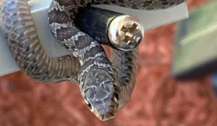 Snake Removal